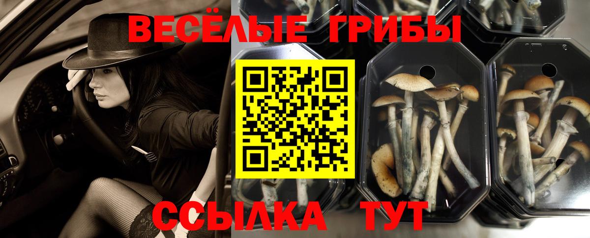 Галлюциногенные грибы Psilocybine cubensis Мытищи